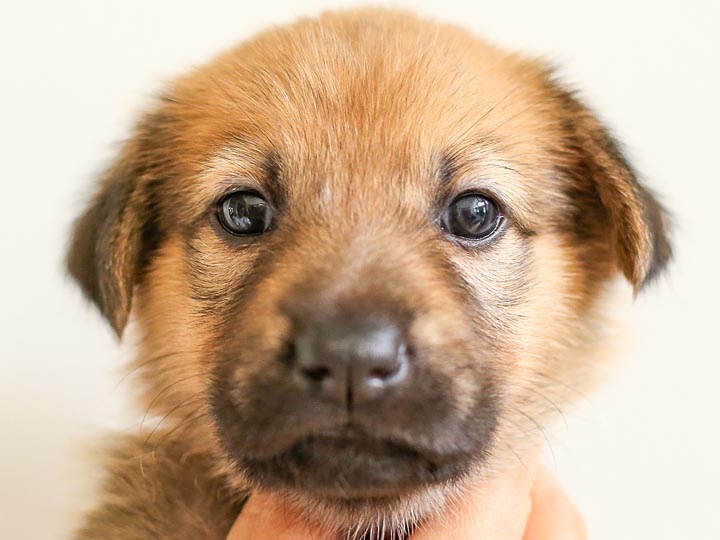 chinook puppy